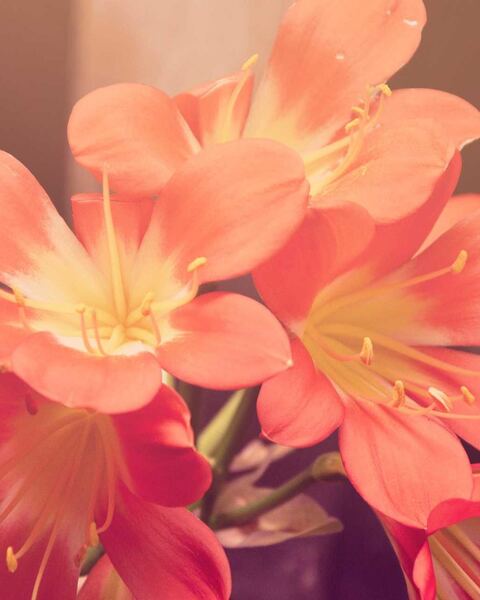 Example to enhance: Close-up of orange clivia flowers